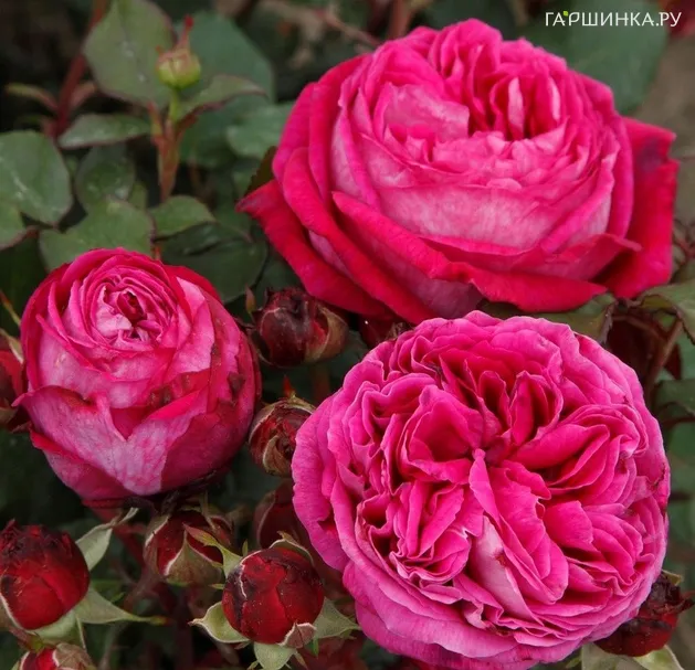 Роза Фрайфрау Каролин, Кордес (лиц)