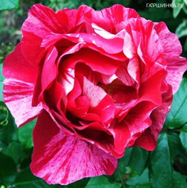 Роза Ги Савой, Дельбар (лиц)