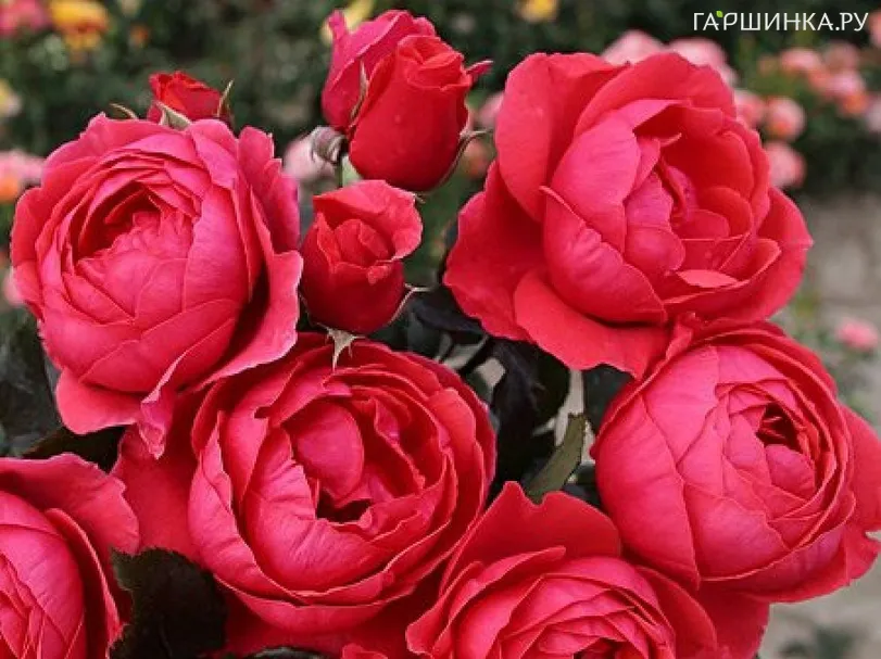 Роза Гартенпринцессин Мари-Хосе, Кордес (лиц)