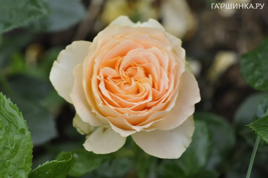 Роза Генриетта Барнетт, Харкнесс (лиц)