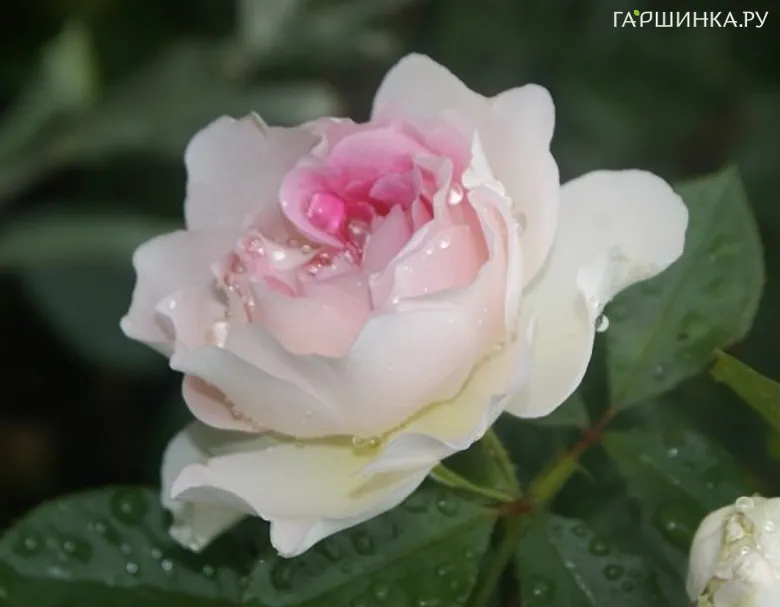 Роза Гернси, Интерплант (лиц)