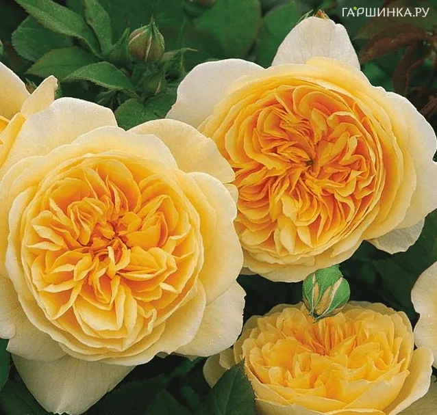 Роза Грехам Томас, Д.Остин кустарниковая (лиц)