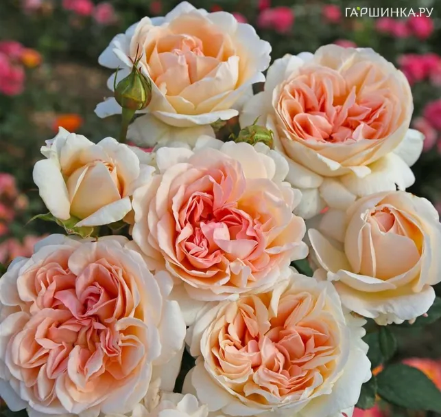 Роза Гросгерцогин Луиза, Кордес (лиц)