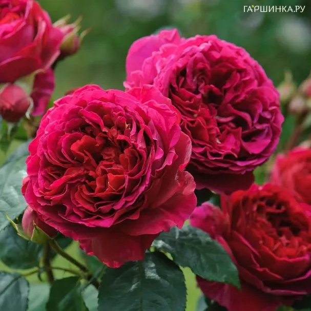 Роза Хитклиф, Д.Остин кустарниковая (лиц)