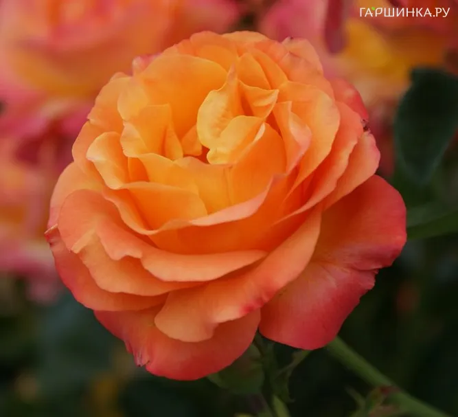 Роза Ибица, Интерплант (лиц)