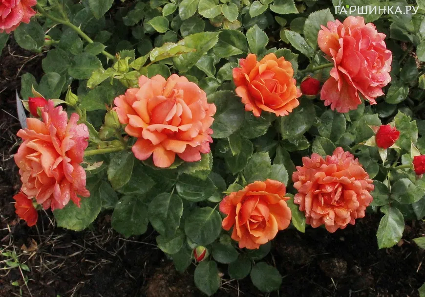 Роза Изи Даз Ит, Харкнесс (лиц)