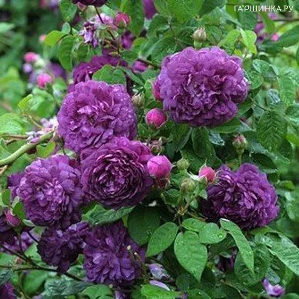 Роза Кардинал де Ришелье, Гийо (лиц)