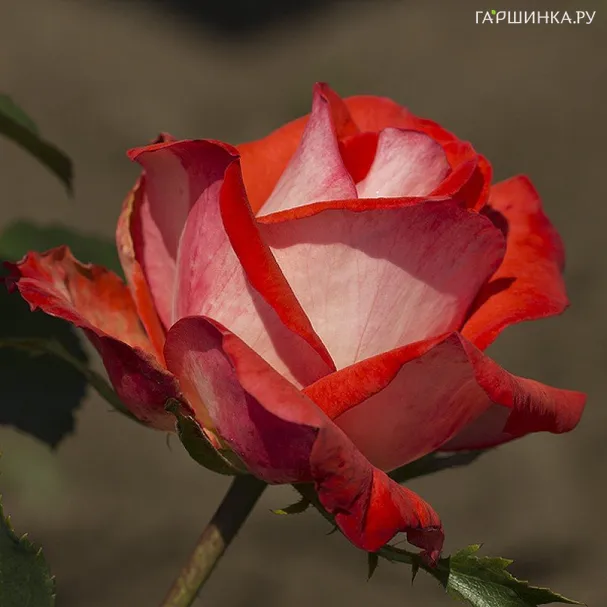 Роза Кэп Хорн, Дорье (лиц)