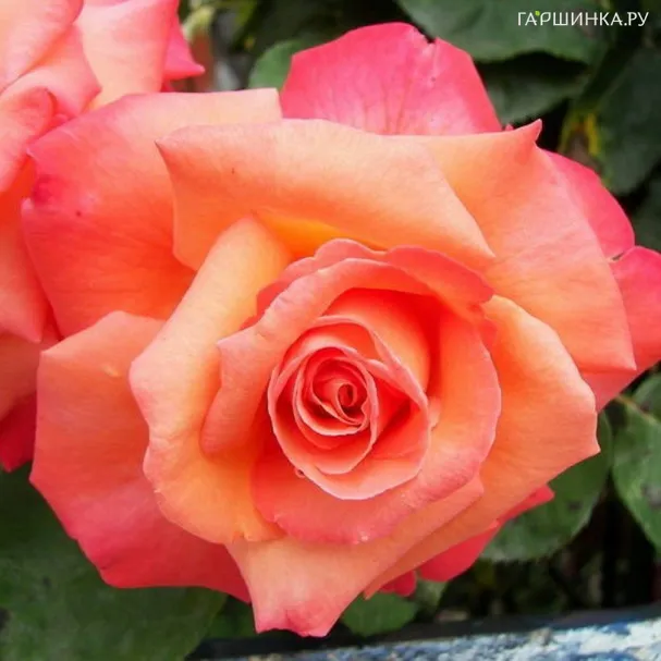 Роза Христофор Колумб, Мейян (лиц)