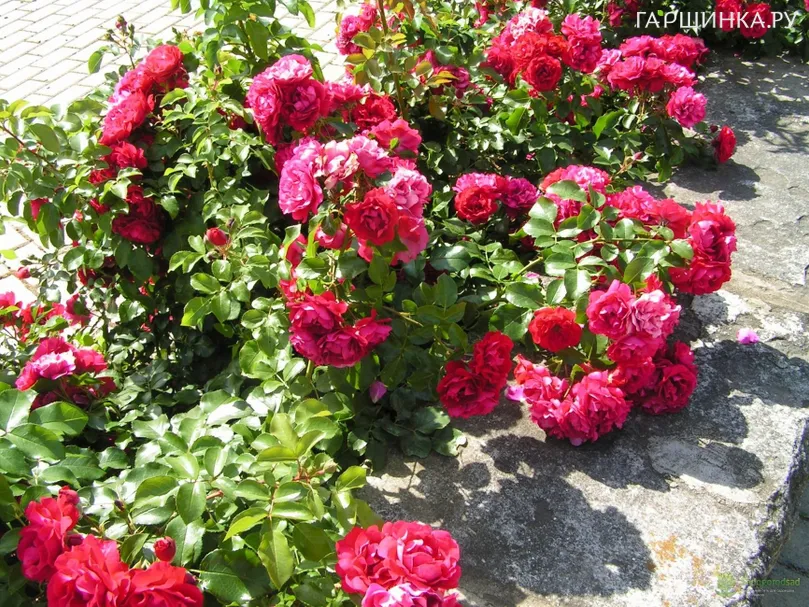 Роза Колоссал Мейдилэнд/Продиже Экарлат, Мейян (лиц)