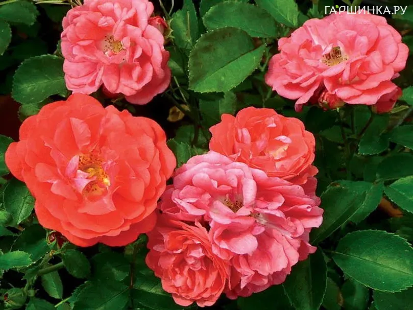 Роза Корал Дрифт, Мейян (лиц)