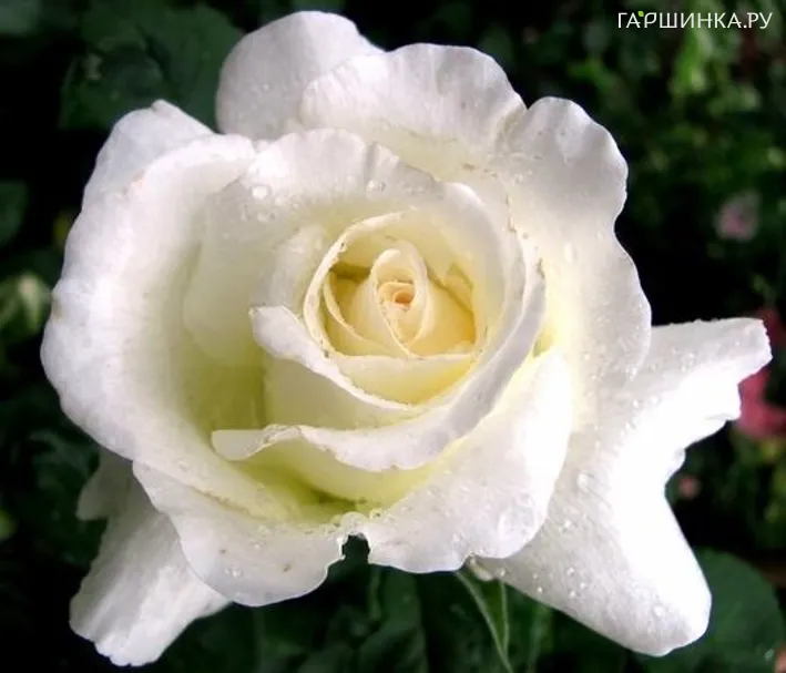 Роза Коринна Шумахер, Гийо (лиц)