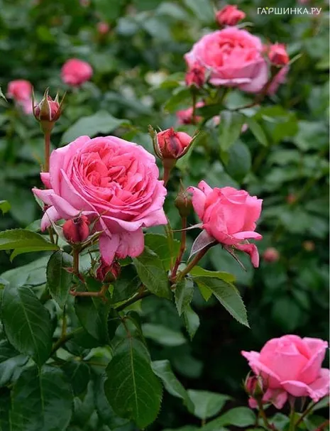 Роза Ля Роуз де Молинар, Дельбар (лиц)