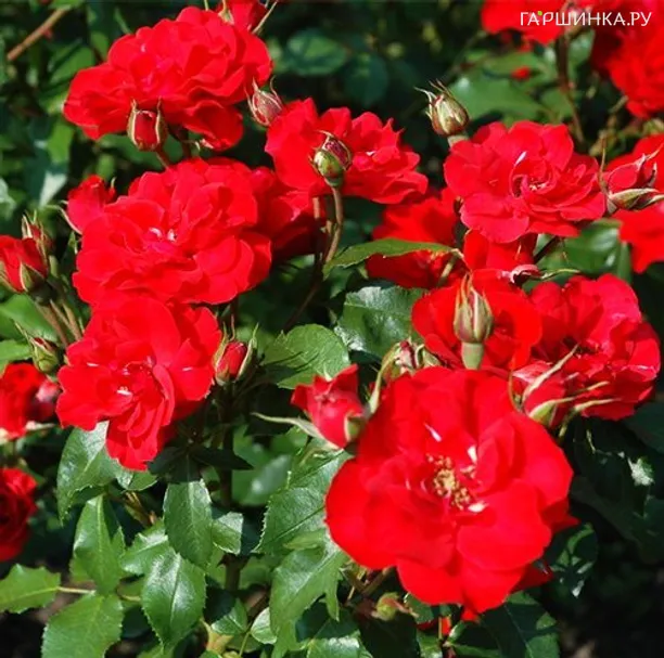 Роза Ла Севильяна, Мейян (лиц)