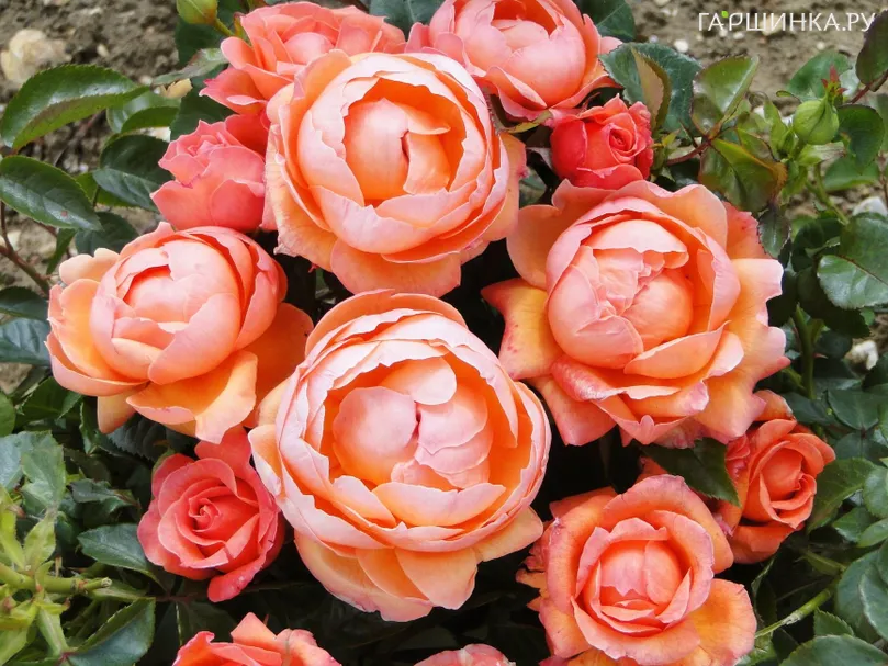 Роза Леди Мармелад, Харкнесс (лиц)