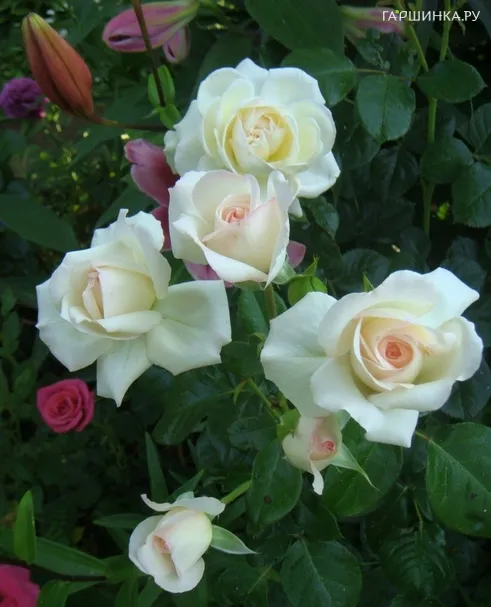 Роза Ледреборг флорибунда, Топалович (лиц)