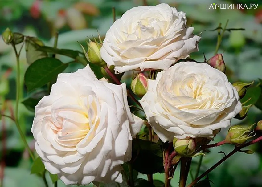 Роза Ледреборг, Пулсен (лиц)