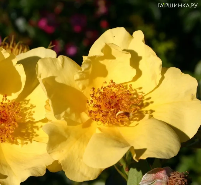 Роза Лемон Физ, Кордес (лиц)