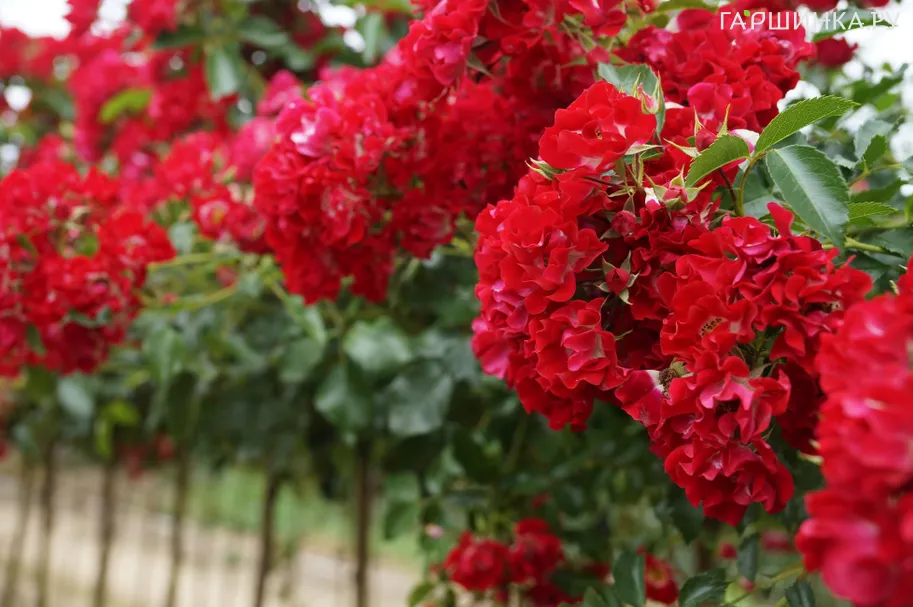 Роза Лили Марлен на штамбе 90см