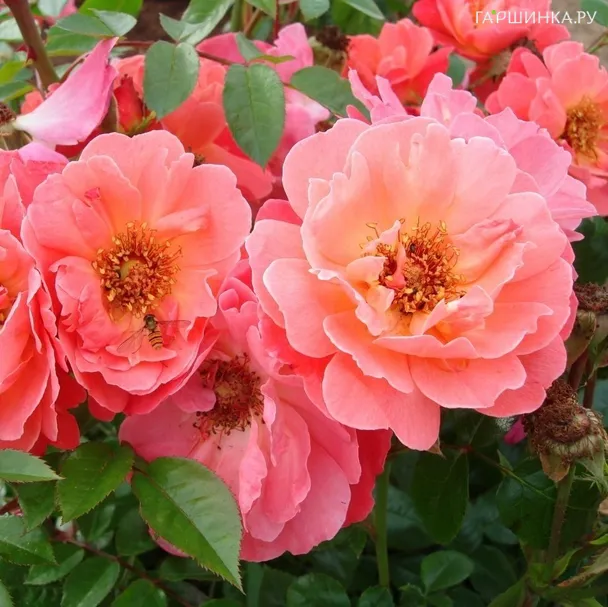 Роза Лукин ин Ер Айз, Roses 4 Ever (лиц)