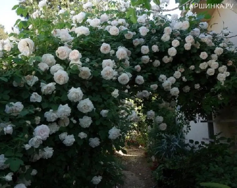 Роза Мадам Альфред Карьер, Гийо (лиц)