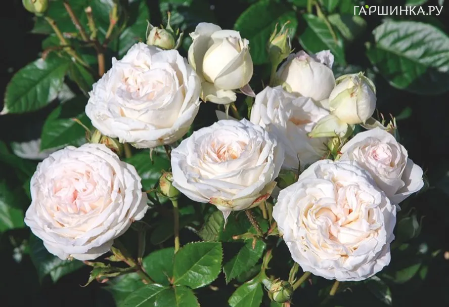 Роза Мадам Анизетт чайно-гибридная, Кордес (лиц)