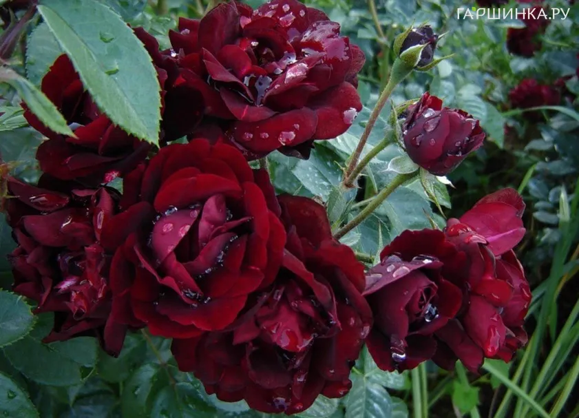 Роза Маликорн, Дельбар (лиц)