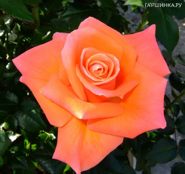 Роза Мамма Миа, Фрайер (лиц)