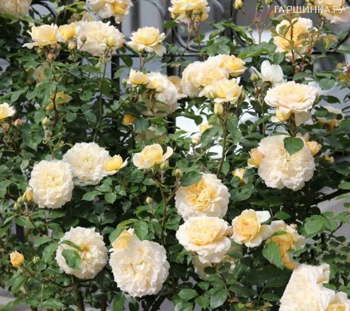 Роза Марк-Антуан Шарпантье, Гийо (лиц)