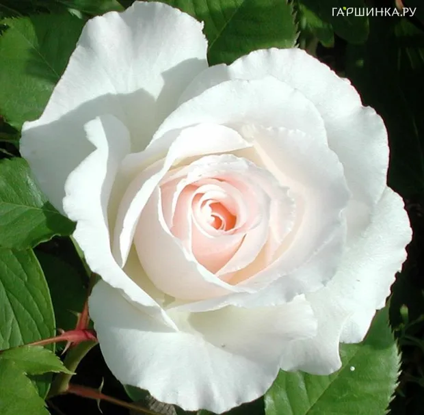 Роза Маргарет Меррил флорибунда, Imperial Rose