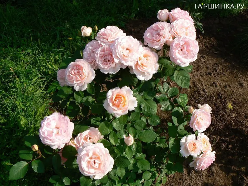 Роза Марлис Ренессанс, Пулсен (лиц)