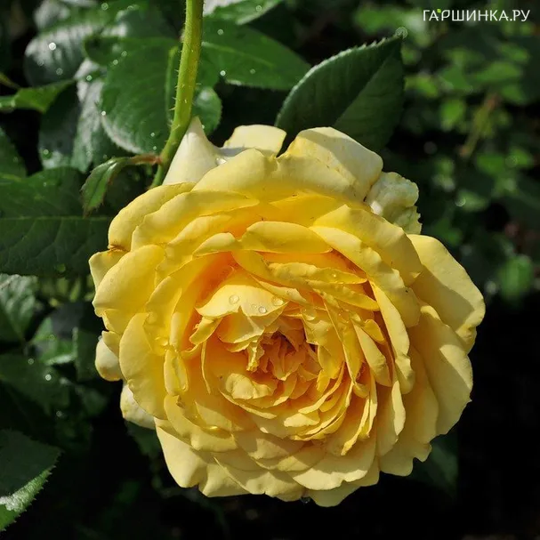 Роза Марселисборг, Пулсен (лиц)