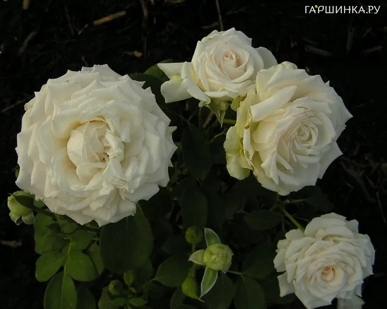 Роза Марвеллоу, Пулсен (лиц)