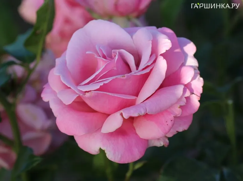 Роза Мемориал Дей/Милли Роуз/Парфюм де Либерте, Викс (лиц)