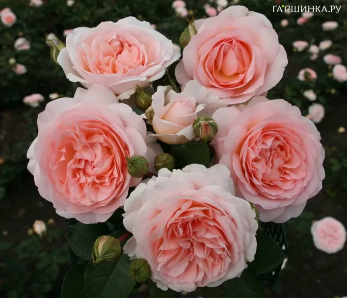 Роза Мерхензаубер, Топалович (лиц)