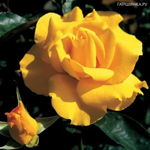 Роза Мидас Тач, Гийо (лиц)