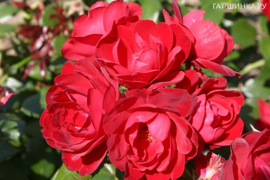 Роза Милано, Кордес (лиц)