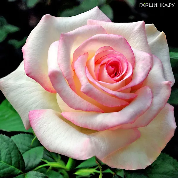 Роза Мунстоун, Викс (лиц)