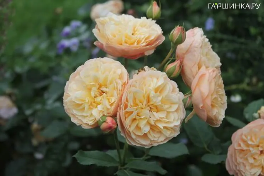 Роза Наталия Фрайла, Фено Гено (лиц)