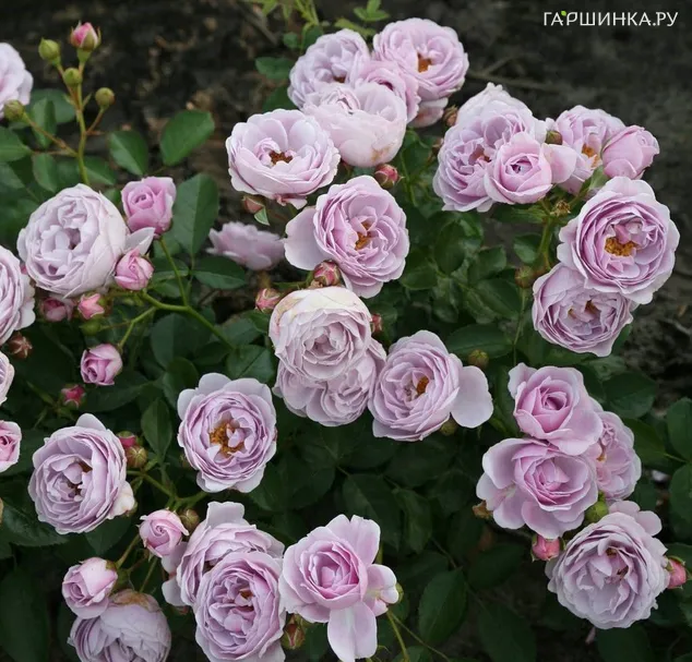 Роза Наутика флорибунда, Кордес (лиц)