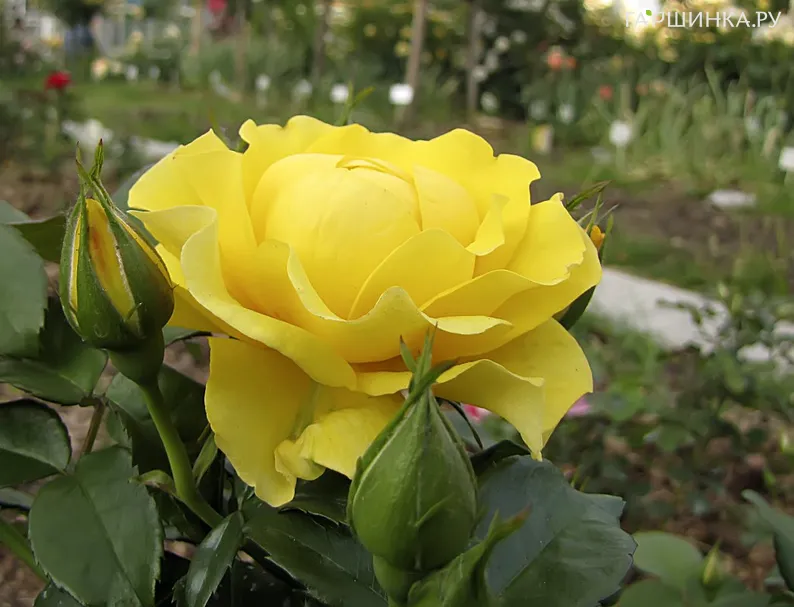 Роза Нозе Трейси Девис, Фрайер (лиц)