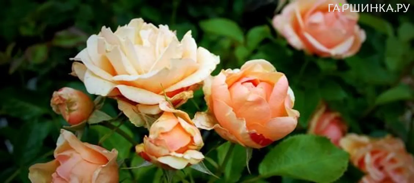 Роза Олимпик Палас, Пулсен (лиц)