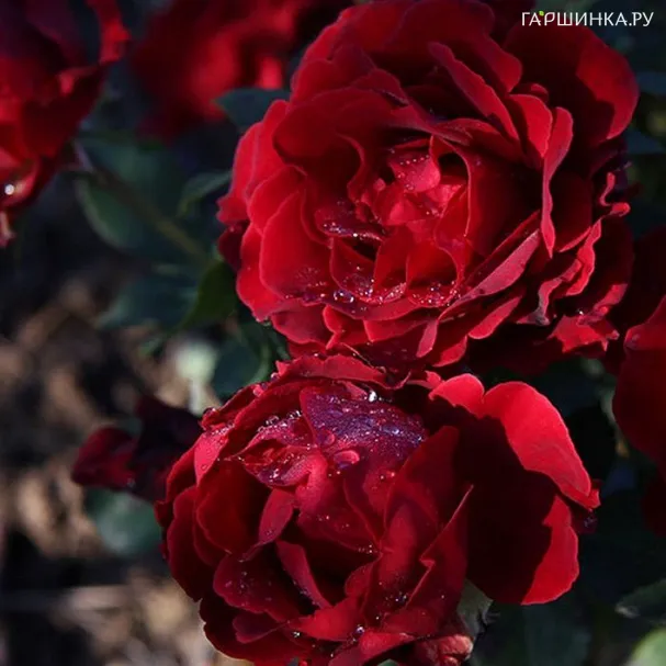 Роза Омаж а Барбара, Дельбар (лиц)