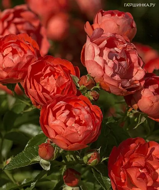 Роза Оранж Морсдаг, Харкнесс (лиц)