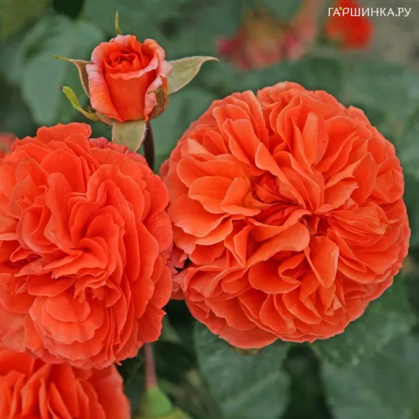 Роза Оранжери, Кордес (лиц)