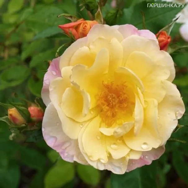 Роза Па де Де, Пулсен (лиц)