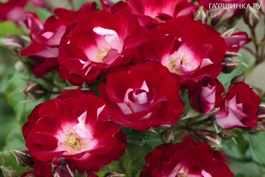 Роза Патрик Пуавр де Арвор/Флориан, Мейян (лиц)