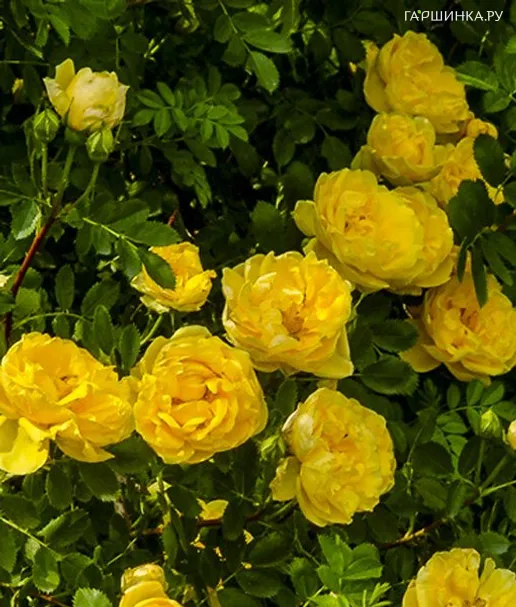 Роза Персиан Йеллоу, Ворнер (лиц)