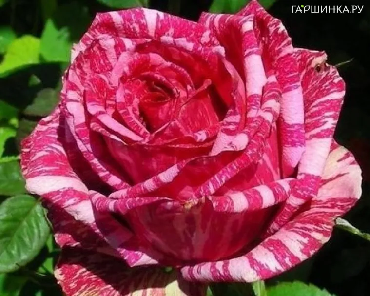 Роза Пинк Интуишн, Дельбар (лиц)