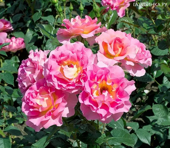 Роза Пинк Парадайз, Дельбар (лиц)